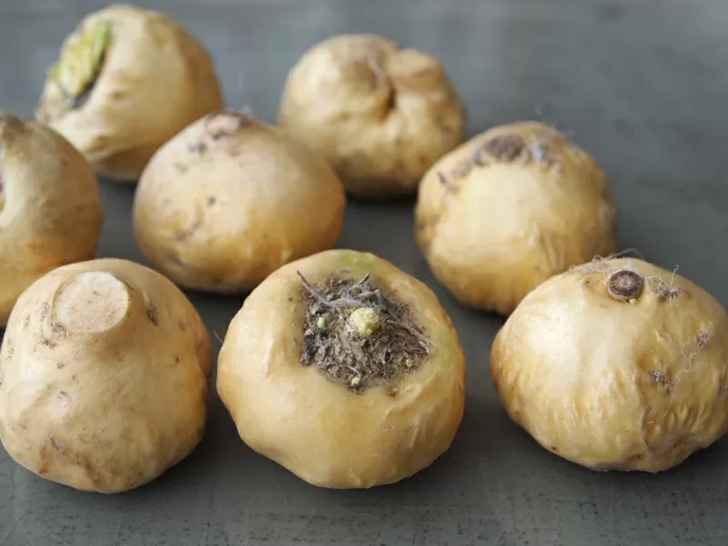 Maca – La viagra de los incas o el ginseng peruano