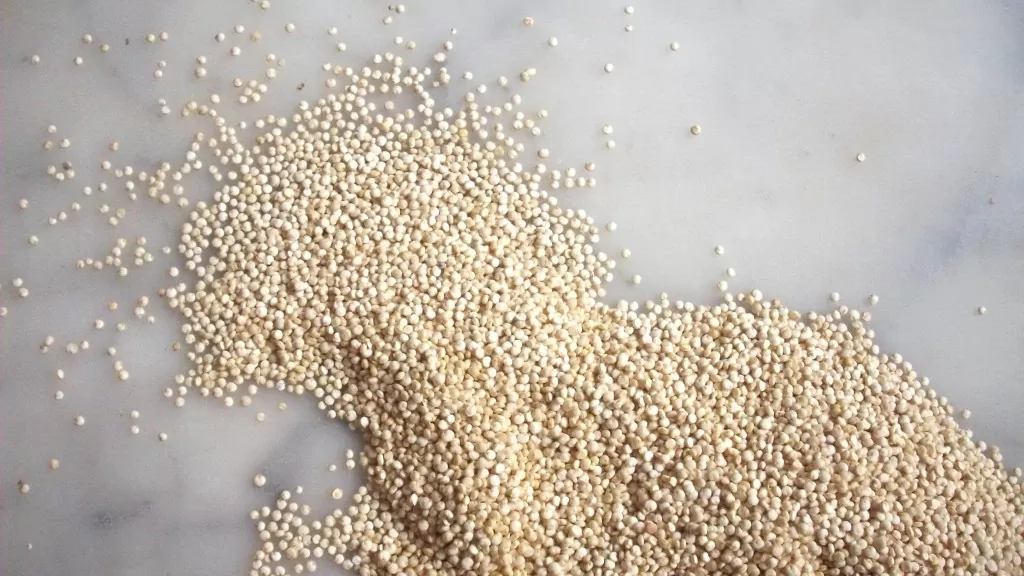 Quinoa, la semilla sagrada de los incas